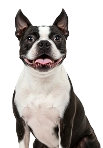 Boston Terrier with a slight head tilt sitting