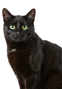 Sleek black cat with green eyes sitting