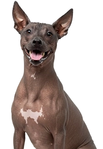 Small Xoloitzcuintli dog standing and looking forward