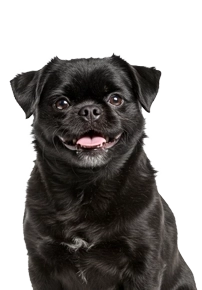 Black pug sitting with a curious expression