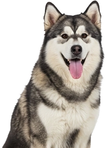 Siberian Husky sitting and panting happily