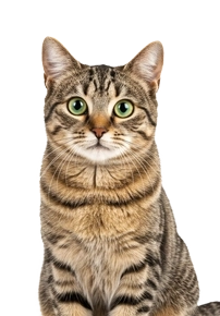 Striped tabby cat sitting with an alert expression