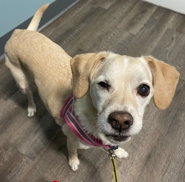 Dog in a veterinary consultation