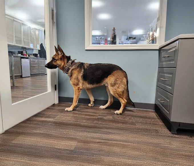 German Shepherd in a veterinary clinic