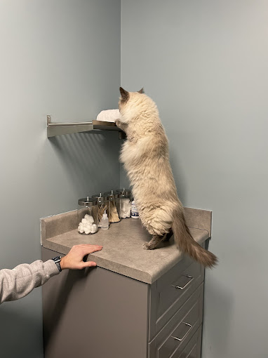 Cat playing in a veterinary clinic