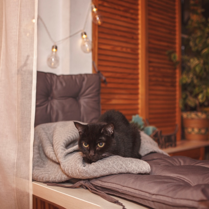hygge concept black cat sleeping on the grey knit