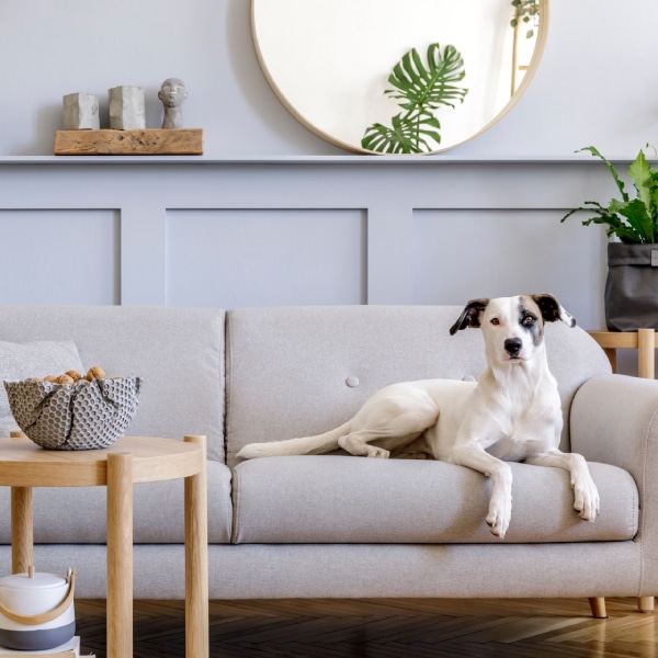 dog in interior design of living room